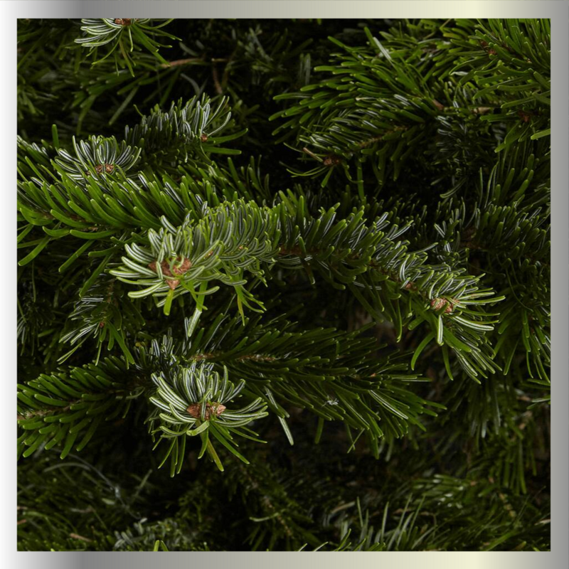 Christmas Tree | 5/6 ft Grade 2 Plus Nordman Fir (SG)