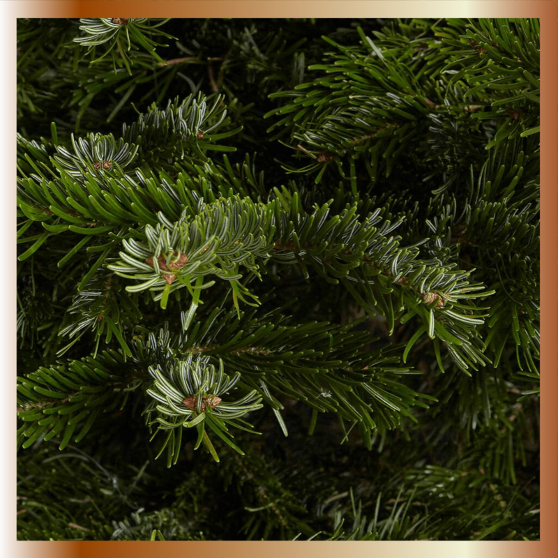 Christmas Tree | 5/6 ft Grade 2 Nordman Fir (ST)