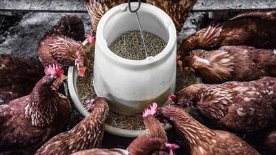 Chickens being fed by a food dispensing system