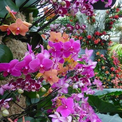 Tuesday 20th February - Colours of Madagascar - Orchids at Kew Gardens (Admission Included) -