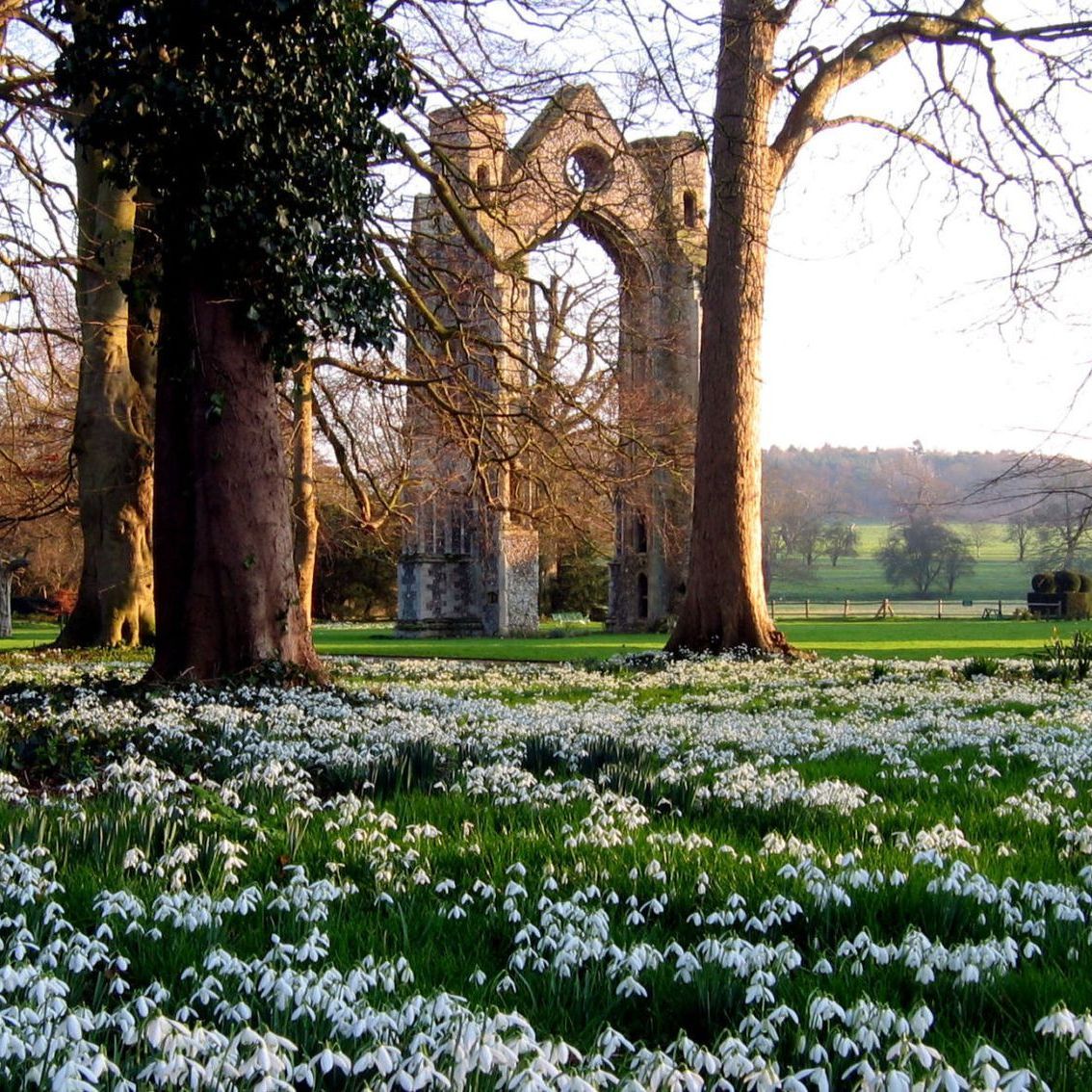 Saturday 7th February - Snowdrops at Walsingham Abbey - Including Coastal Drive and Holt Garden Centre