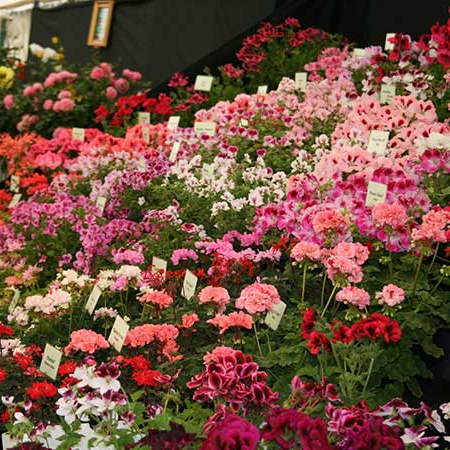 Wednesday 23rd July - Sandringham Flower Show