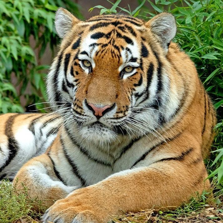 Tuesday 19th August - Colchester Zoo