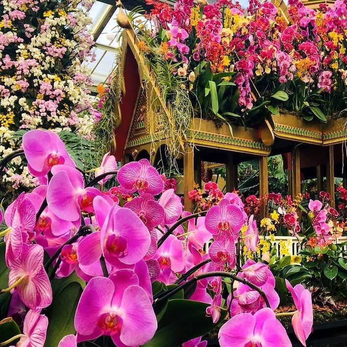 Tuesday 17th February - Orchids at Kew Gardens