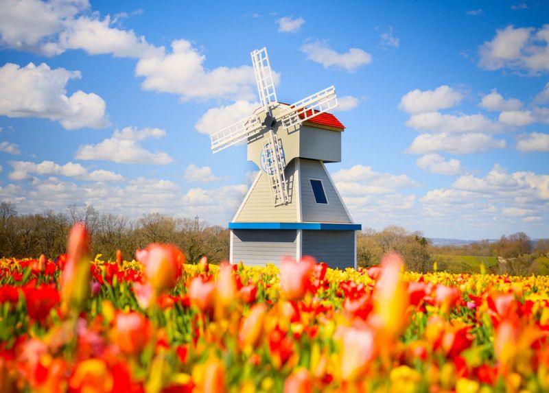 Sunday 19th April 2026 - A taste of Holland at Tulleys Tulip Fields - WR00 Sunday 19th April 2026 - A taste of Holland at Tulleys Tulip Fields - WR00