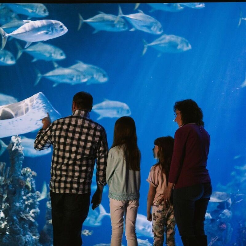 Thursday 19th February - Half Term at The Deep, Hull Thursday 19th February - Half Term at The Deep, Hull