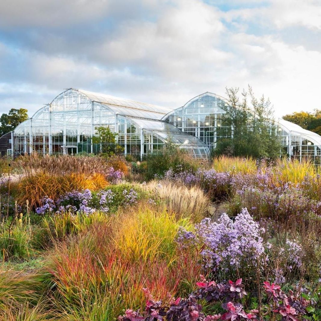 Friday 4th September - RHS Wisley Flower Show & Dahlia Spectacular - WR00