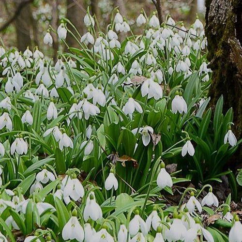 Saturday 6th February - Fullers Mill Gardens for Snowdrops & Bury St Edmunds on Market Day - WT7 Saturday 6th February - Fullers Mill Gardens for Snowdrops & Bury St Edmunds on Market Day - WT7