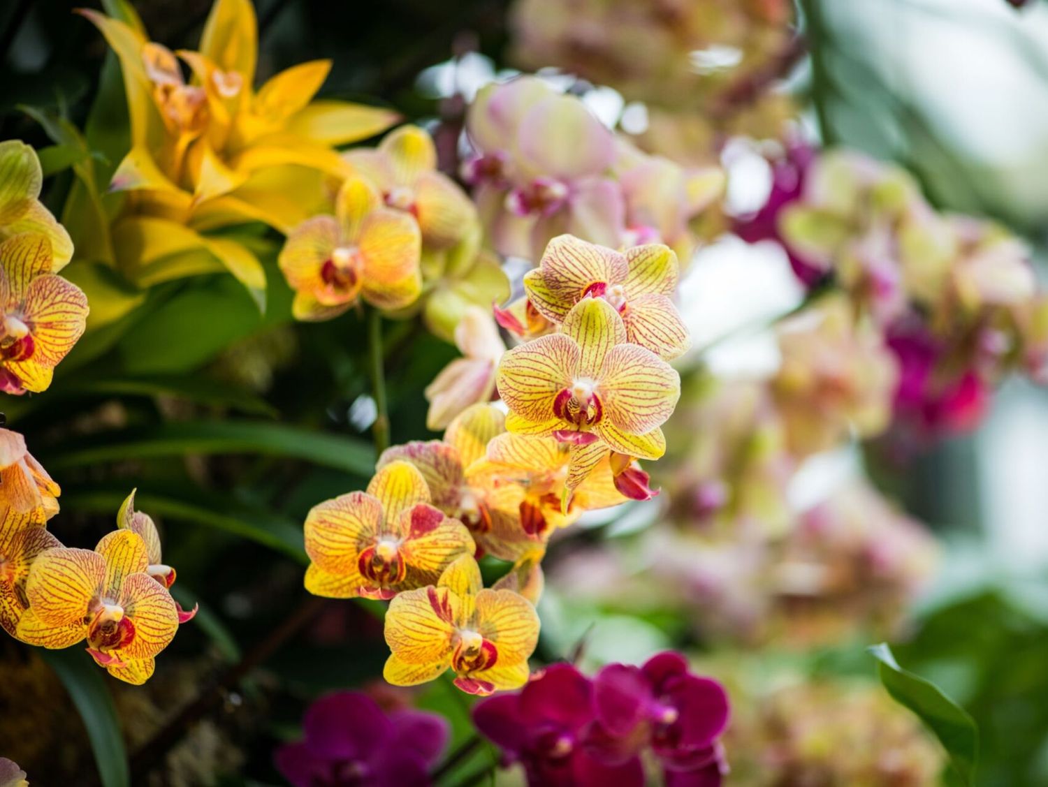 Wednesday 17th February - Orchids at Kew Gardens - Theme TBC - WR00 Wednesday 17th February - Orchids at Kew Gardens - Theme TBC - WR00