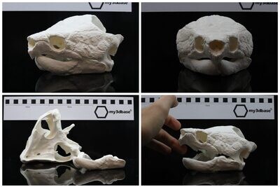 Scull reproduction common snapping turtle