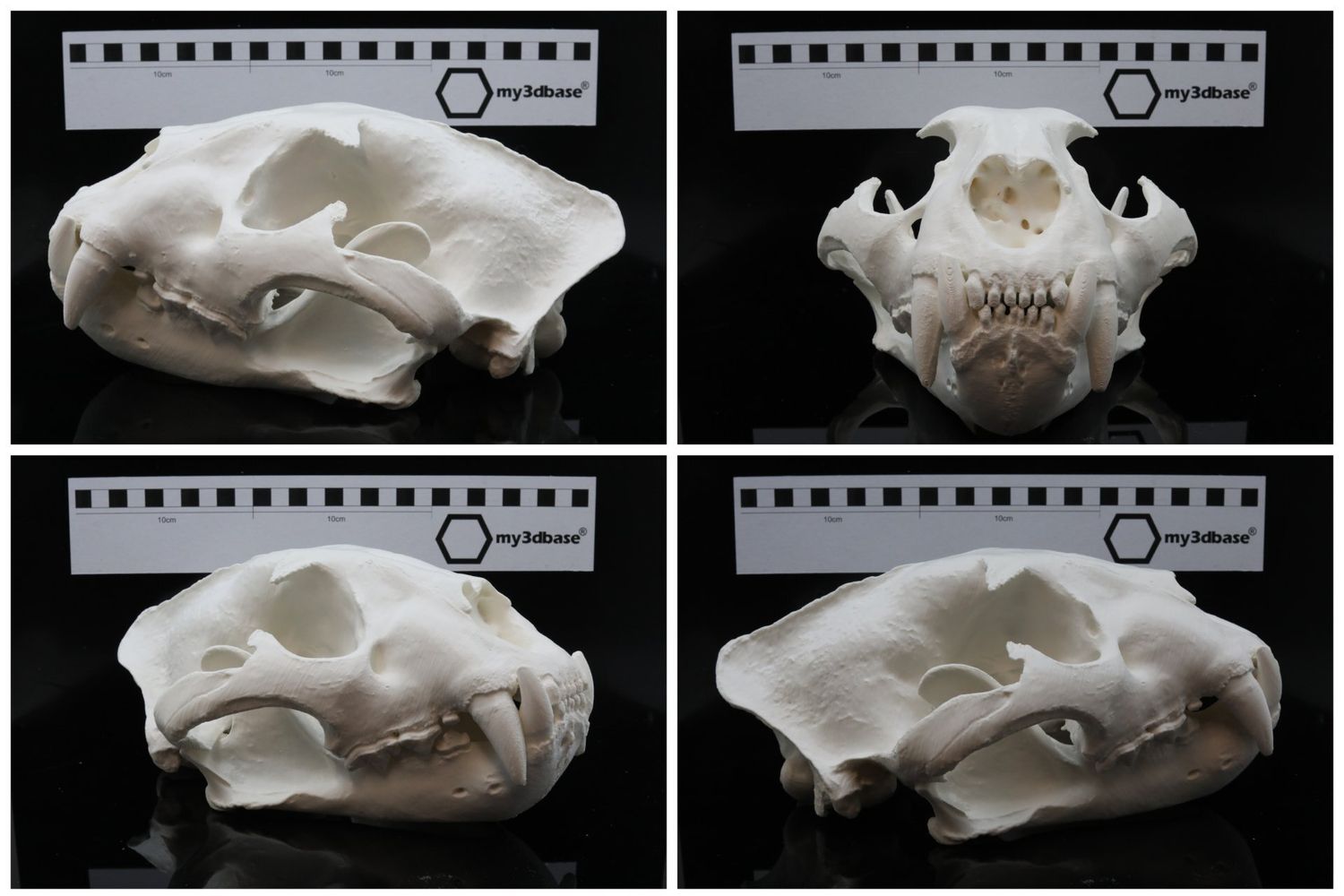 Schädel Reproduktion Jaguar (panthera onca)
