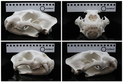Schädel Reproduktion Jaguar (panthera onca)
