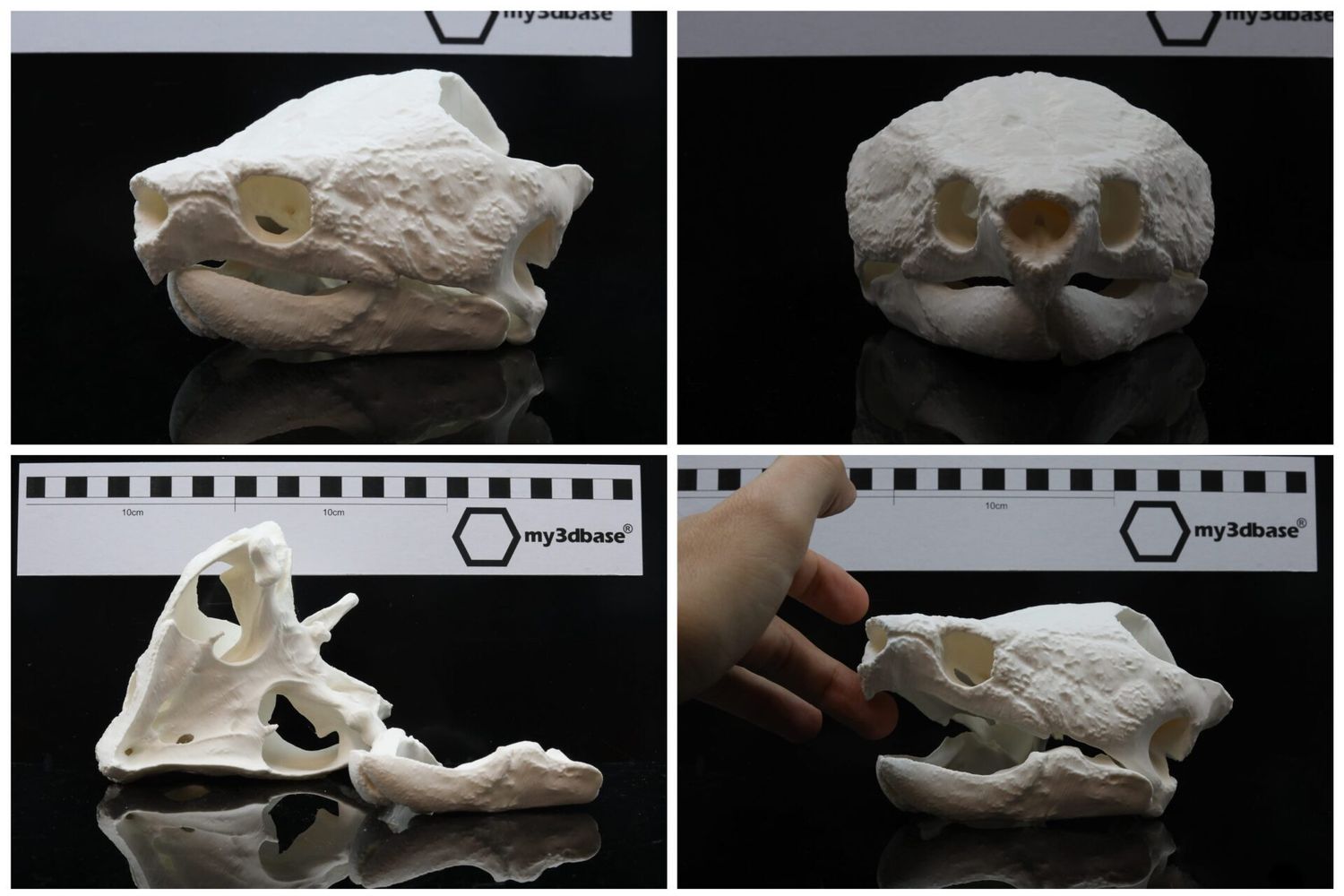 Schädel Reproduktion Schnappschildkröte
