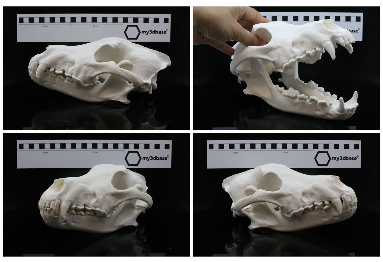 Schädel Reproduktion Wolf (canis lupus)
