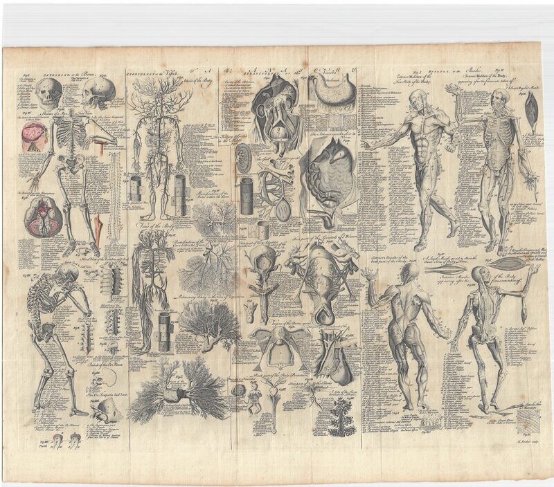 1740 Anatomical by Ephraim Chambers Cyclopaedia of Arts &amp; Sciences , a Copper Engraving