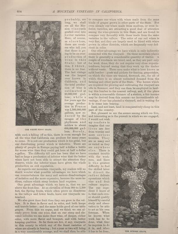 1870 White Pinot Grapes and Burger Grapes with text