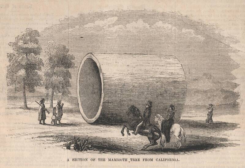 1854 View of the Mammoth Tree section