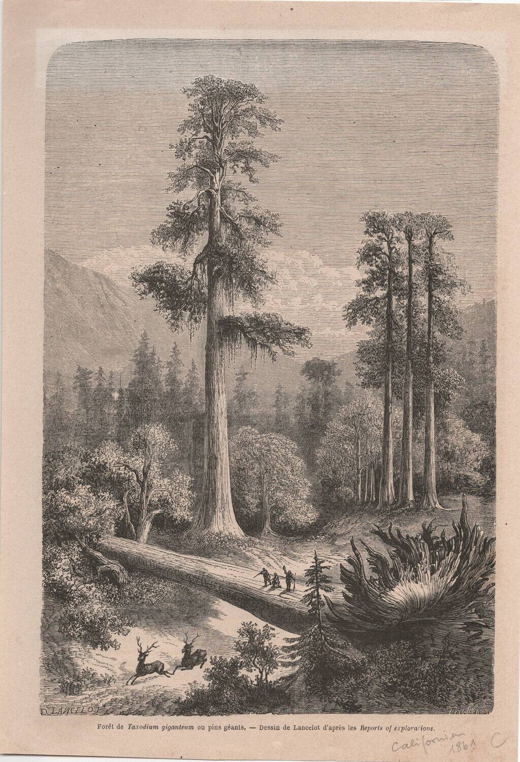 1868 Mariposa Grove- General Sherman Tree