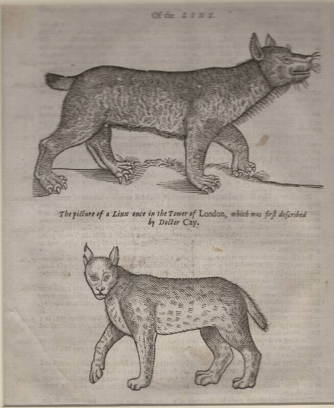 1510 Woodblock Engraving of The Linx Once in the Tower of London w/ Text on Verso