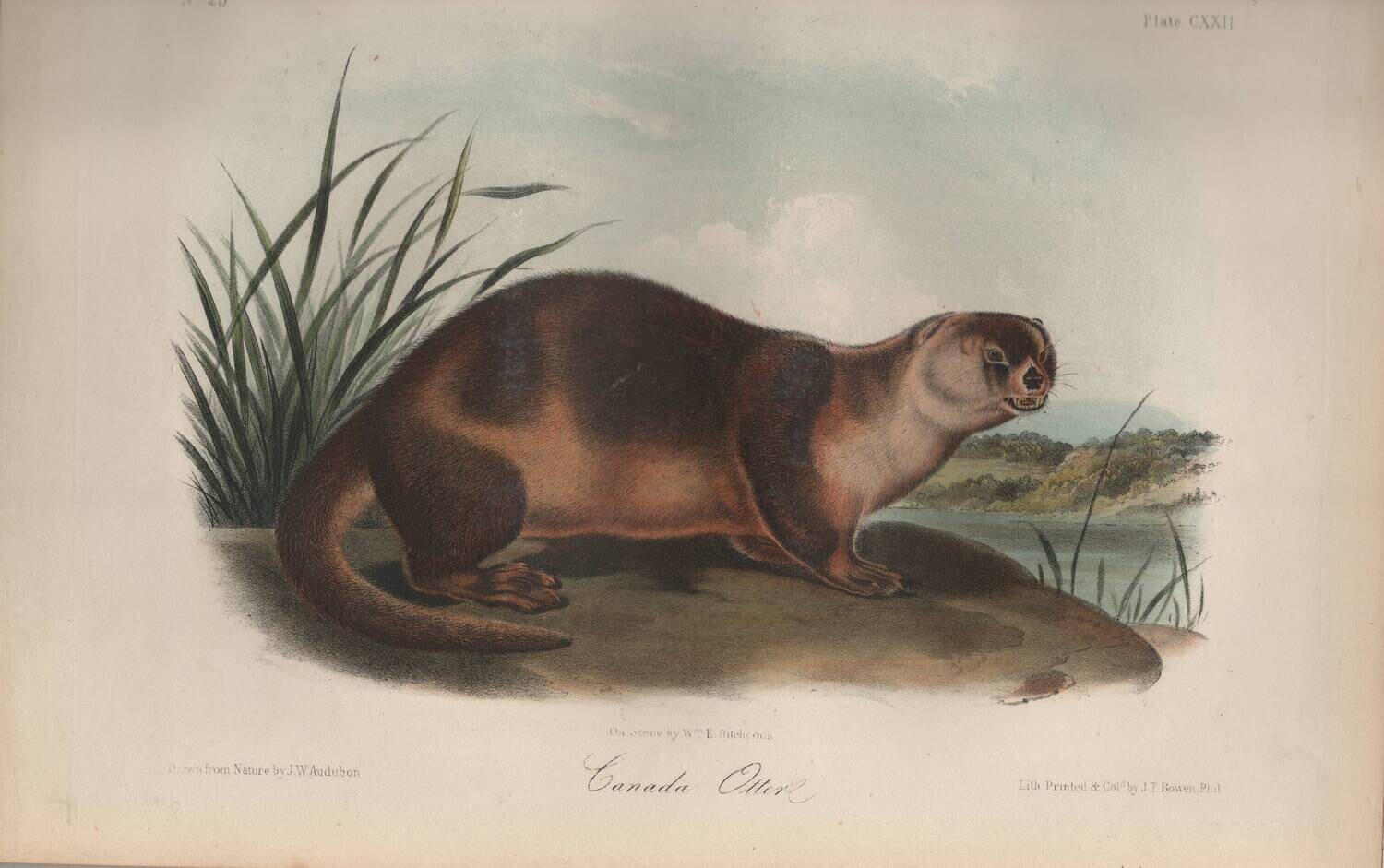 1859 Canada Otter by JJ Audubon