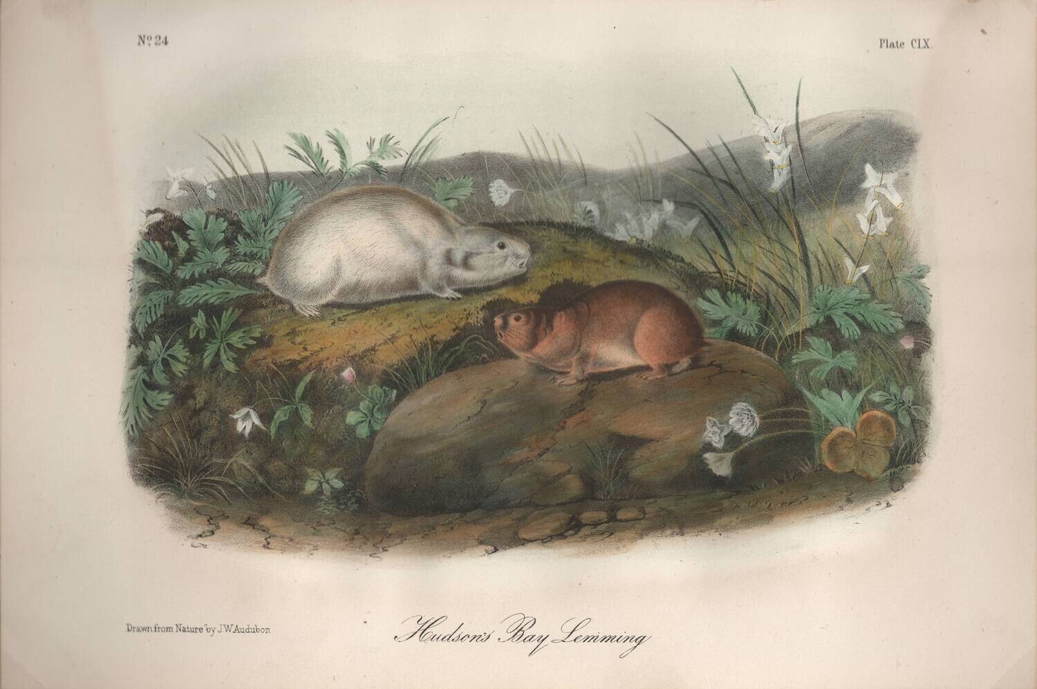 1859 Hudson's Bay Lemming by JJ Audubon