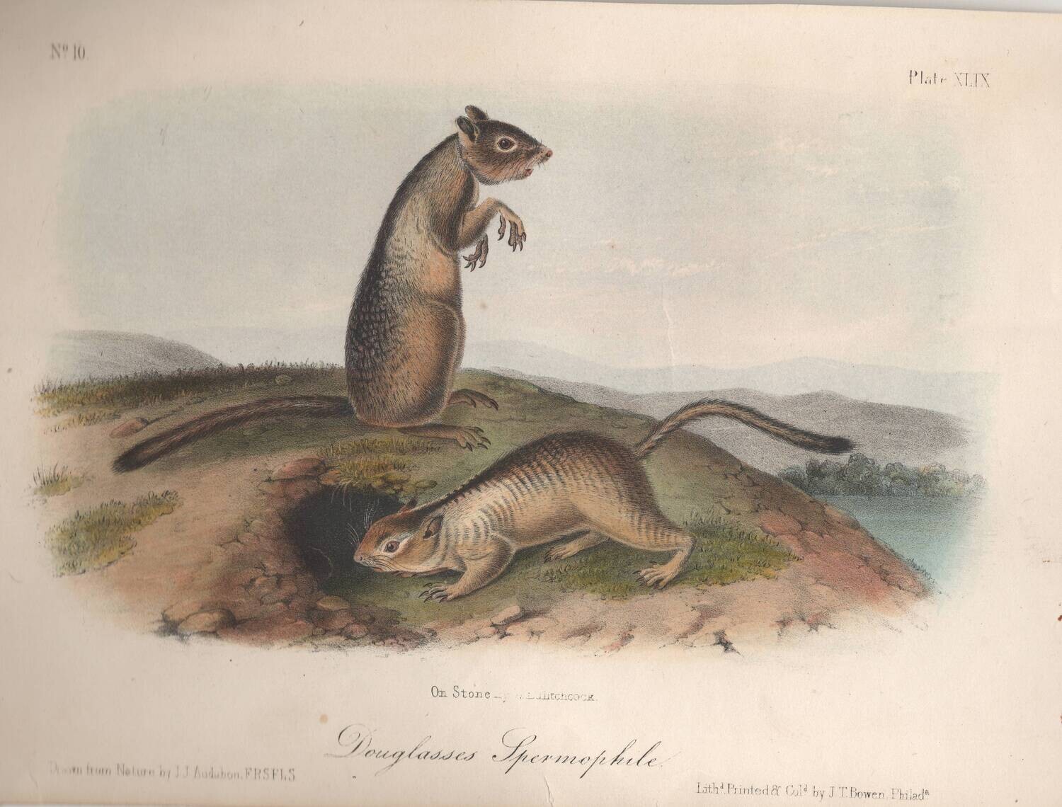 1859 Douglasses Spermophile (Squirrel) by JJ Audubon