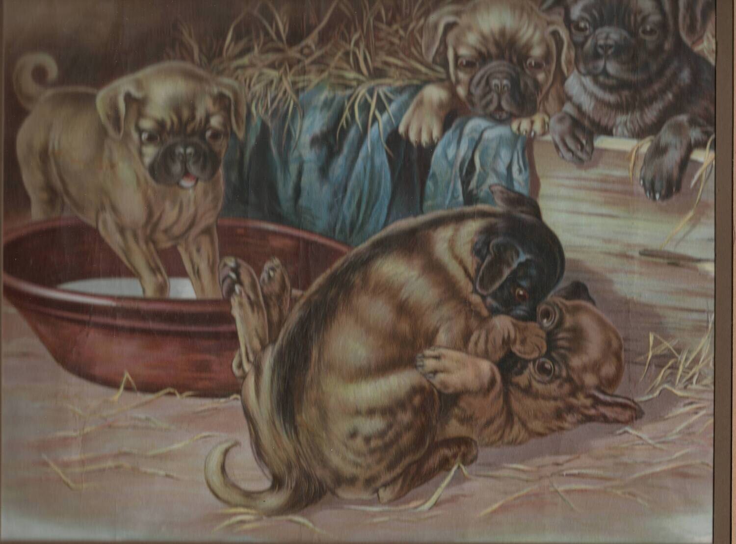 1878 Pug Puppies at Play- A Chromolithograph