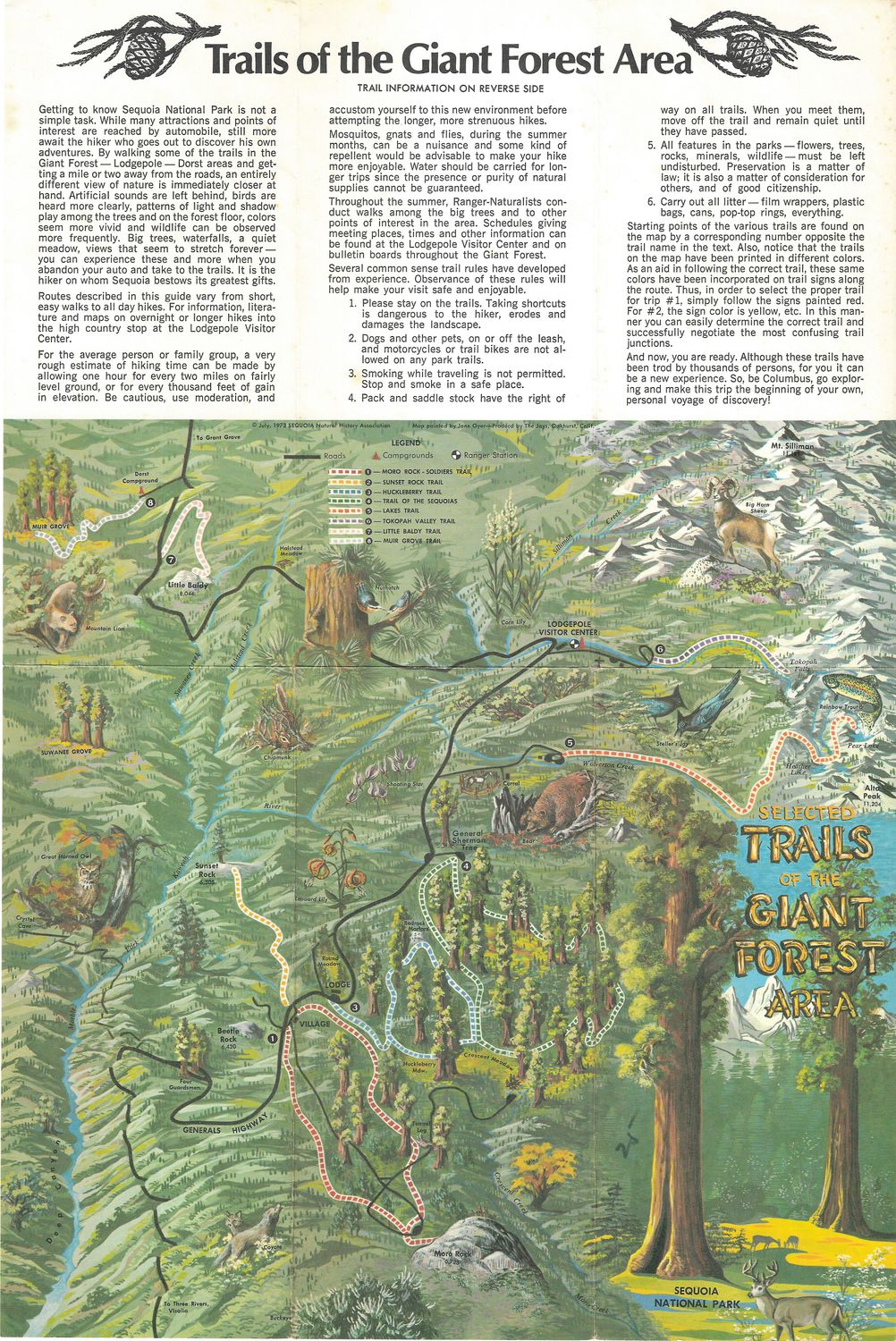 1972 Trails of the Giant Forest area