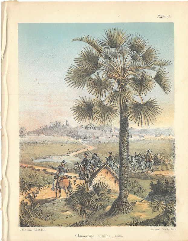 1890 View of Native plants - a pair of chromolithographs of palms