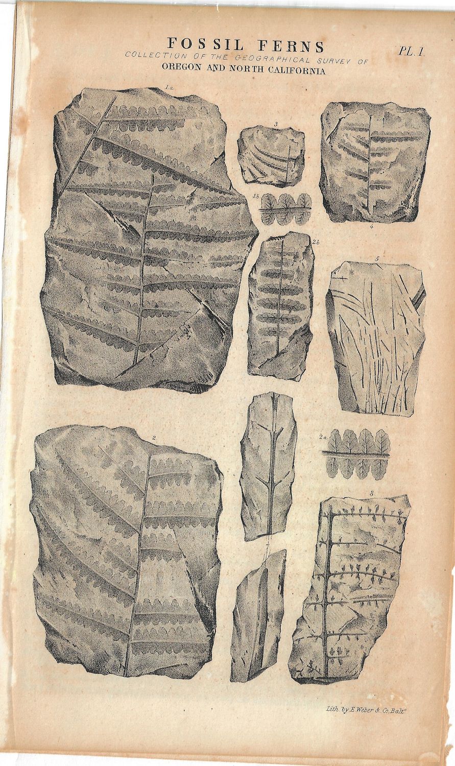 1844 Fremont Expedition: California Fossil Ferns -Pair