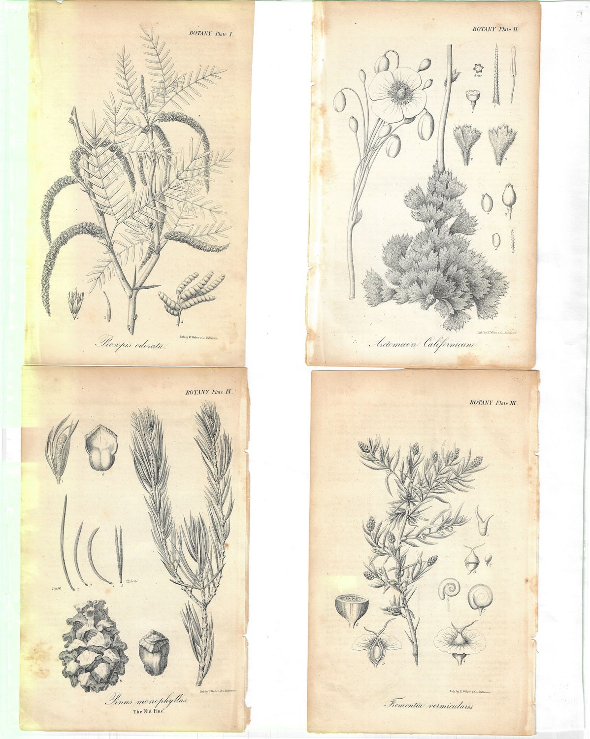 1844 Fremont Expedition: California Botanical Plates 1-4