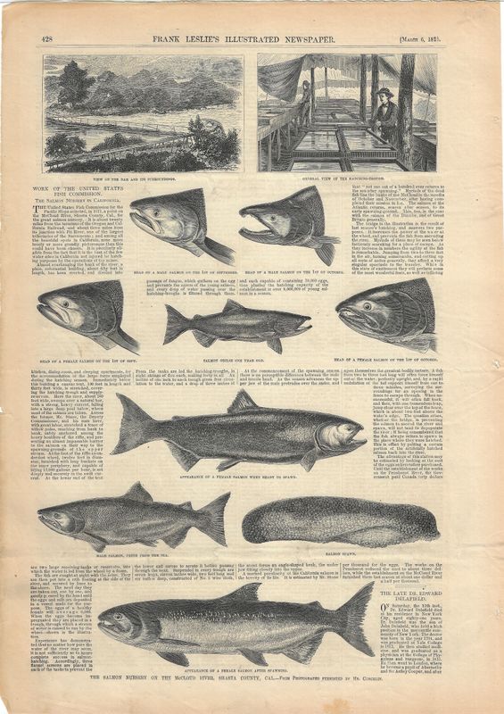 1875 Views of Caifornia  Salmon from Frank Leslie Illustrated News