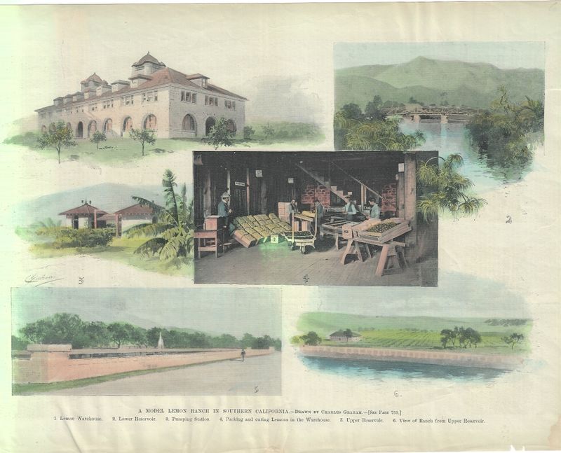 1894 Views of a Lemon Ranch in Southern California from Charles Graham