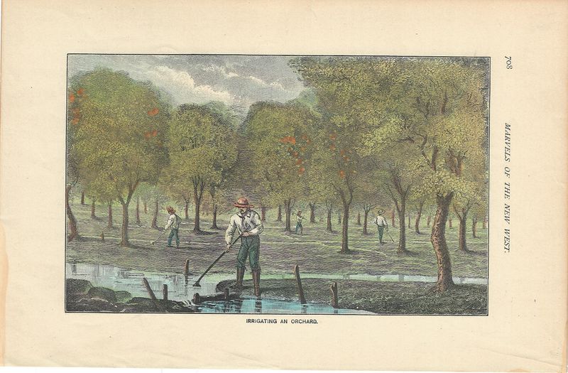 1873 View of Irrigating an orchard in California