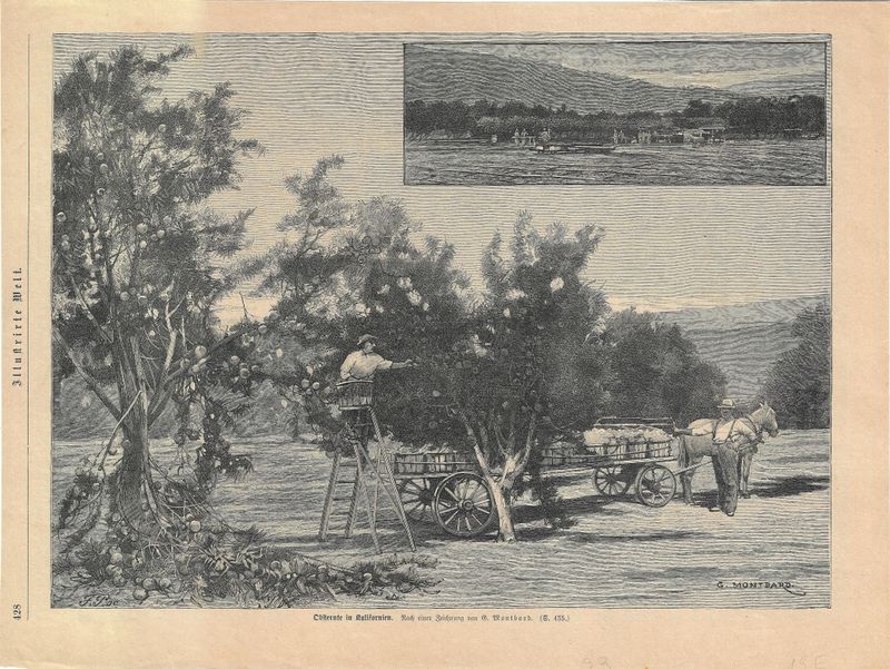 1883 Views of Fruit Collecting in California in German