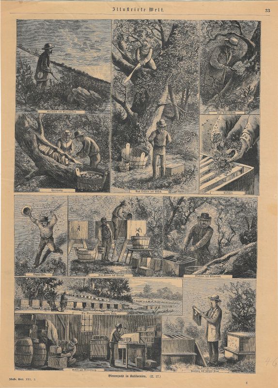 1883 Views of Beekeeping in California in German