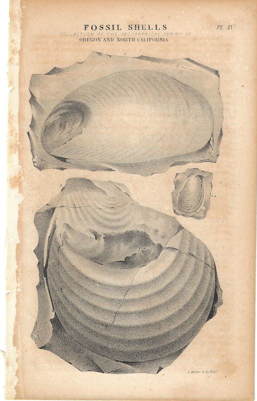 1844 Fremont Expedition: View of Fossil Shells