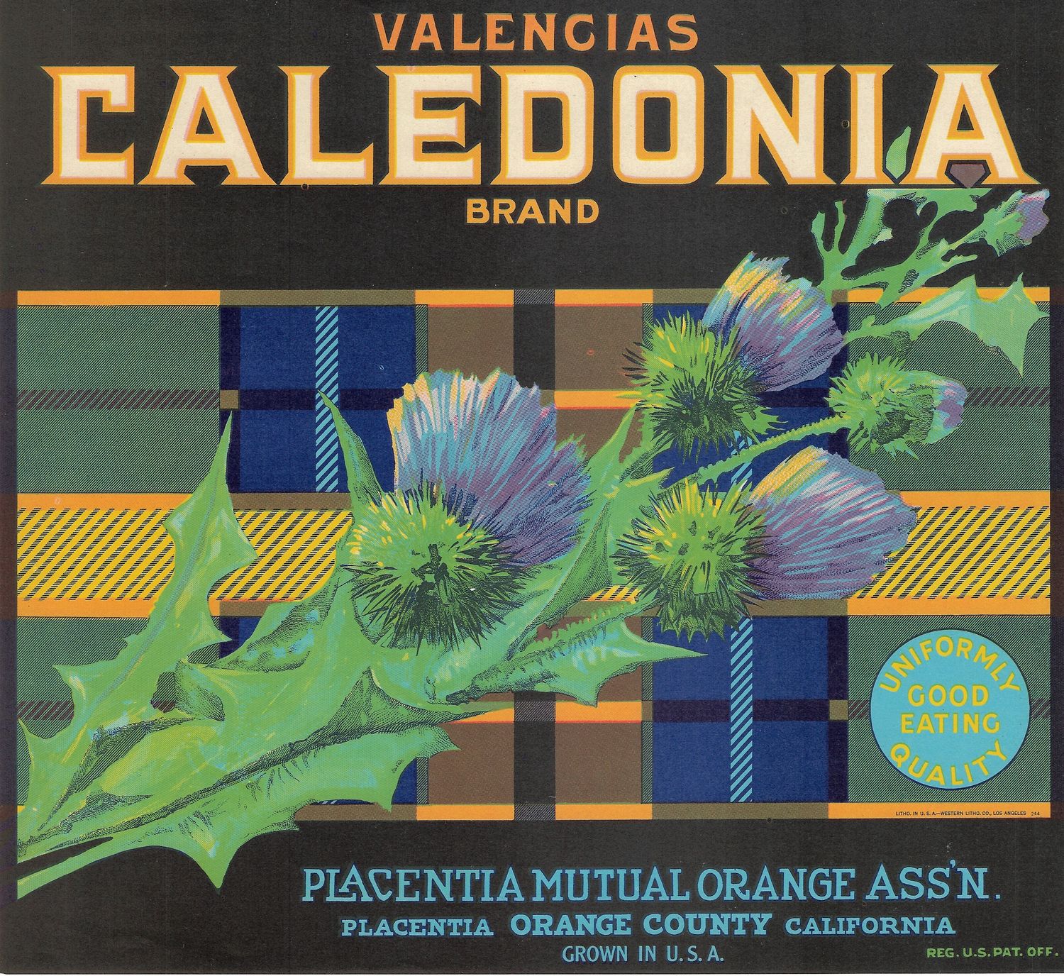 20th Century Fruit Label - Caledonia Valencia Oranges of Placentia