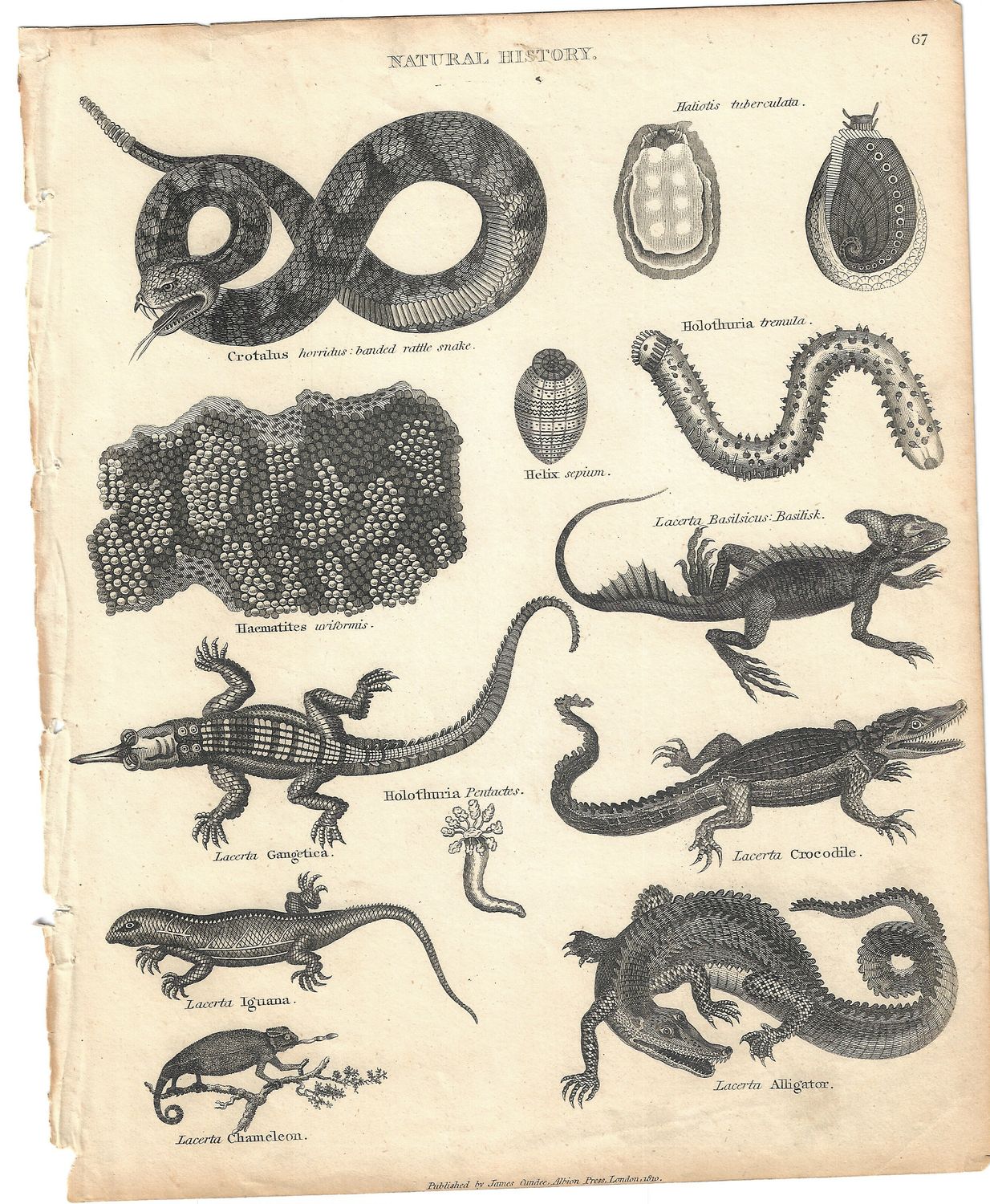 1810 Natural History Images of Reptiles