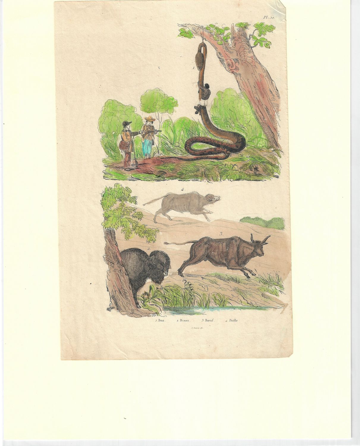 1800  Boa Hunting &amp; Bison  w/hc