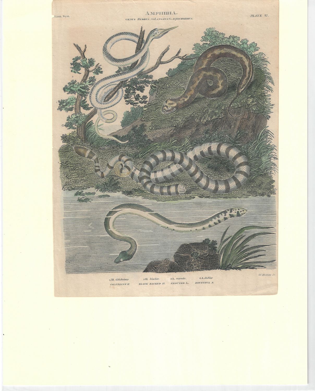 1800 Amphibia &amp; Snakes