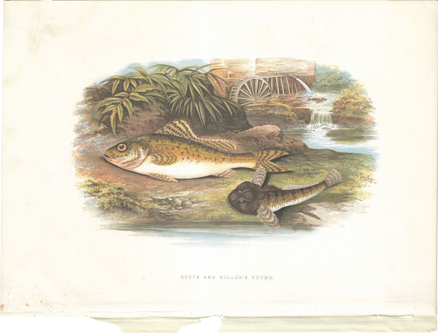 1889 Large Fish Color Lithographs - Ruffe &amp; Miller's Thumb