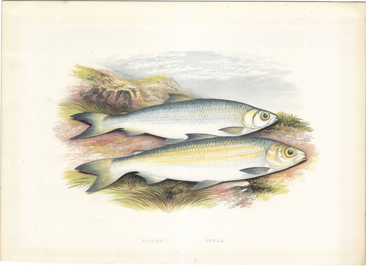 1889 Large Fish Color Lithograph - Pollan &amp; Powan
