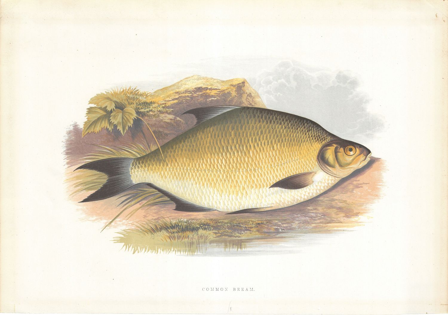 1889 Large Fish Color Lithograph - Common Bream