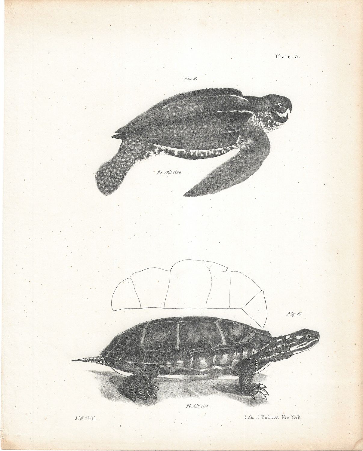 1855 Group of 7 lithographic images of Amphibians &amp; Fish in monochrome