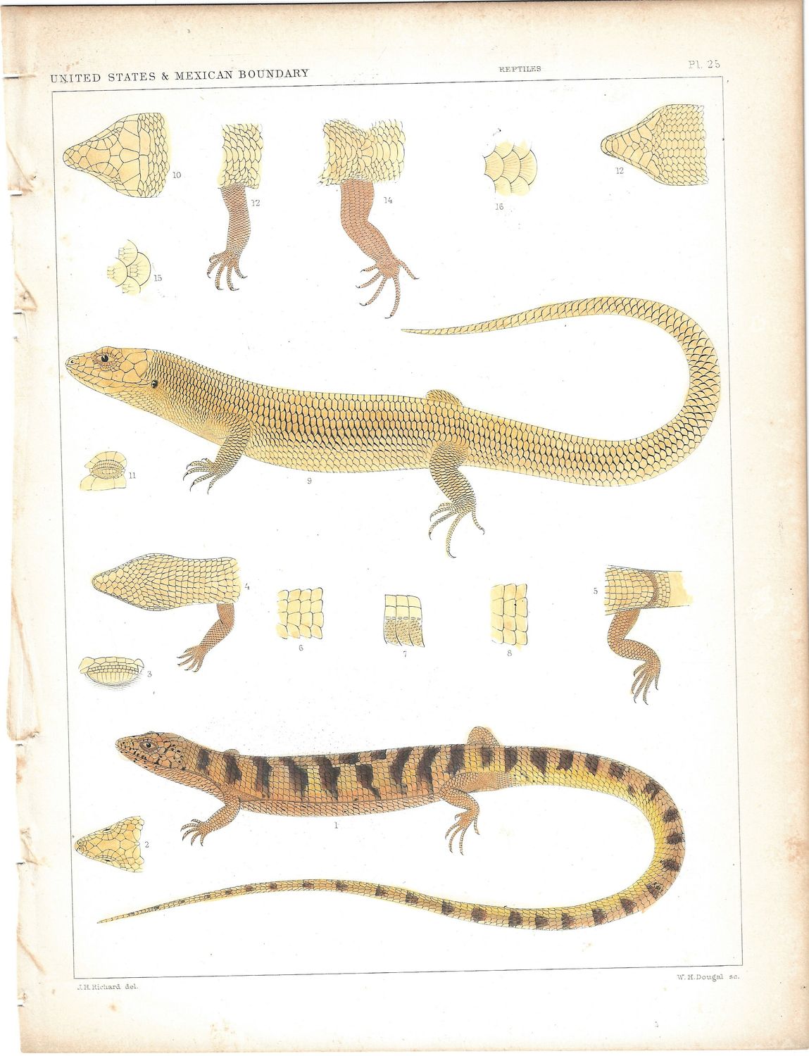 1855 Group of 5 plates of Reptiles from the US/Mexico Boundary w/ hand water color