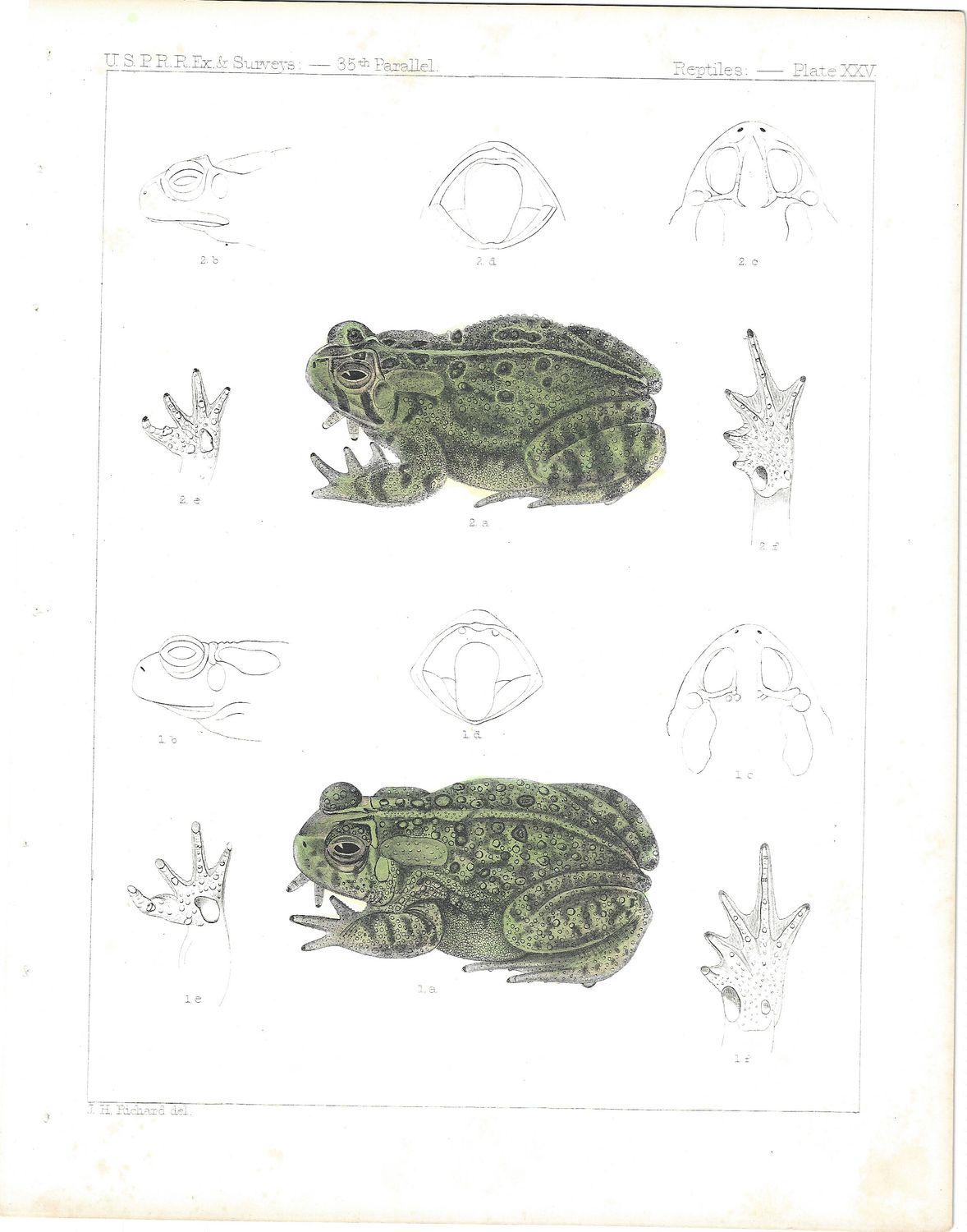 1855 Plate showing Frogs w/ hand water color