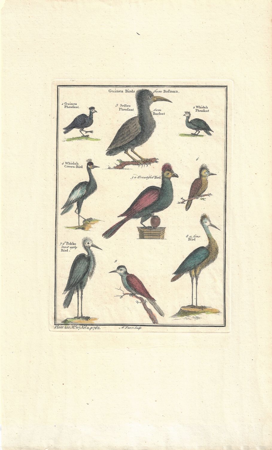 1753 A Pair of Views of Guinea Birds from Bosman w/ hc