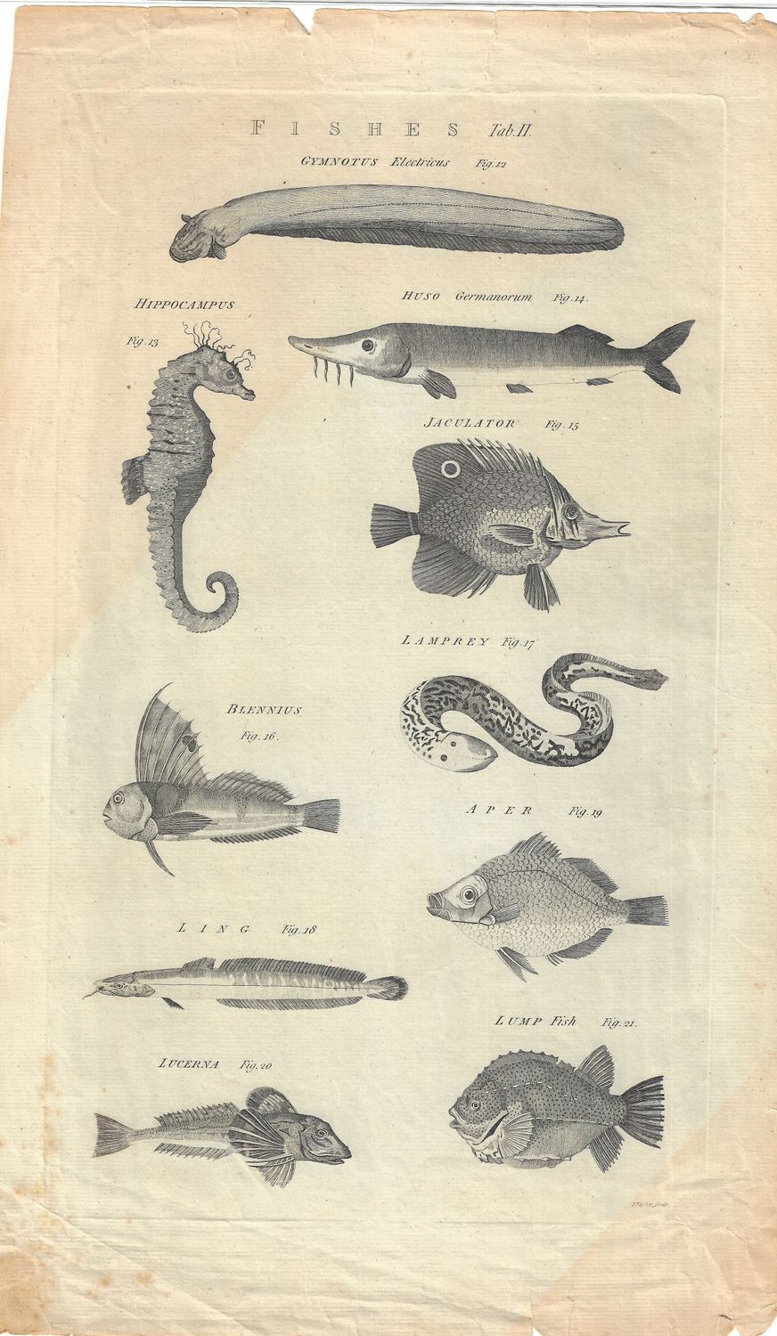 1770 Pair of Views of Fishes Fig. #1-21 in copper engraving
