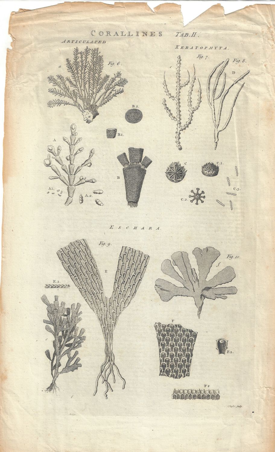 1770 View of Corallines &amp; Eschara in copper engraving